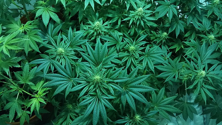 Marijuana-cannabis-medical-marijuana-australia-weed-laws